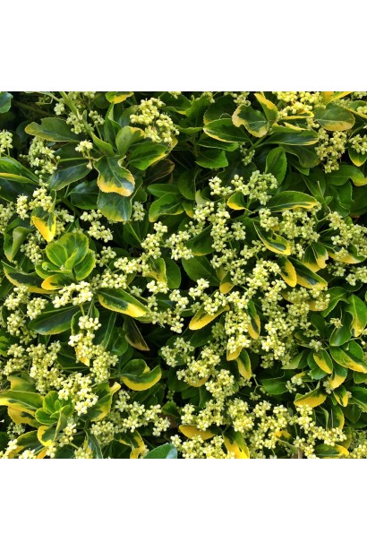 Бруслина Форчуна Емеральд енд Голд на штамбі